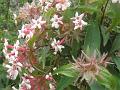 Himalayan Abelia